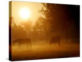Horses Graze in a Meadow in Early Morning Fog in Langenhagen Near Hanover, Germany, Oct 17, 2006-Kai-uwe Knoth-Stretched Canvas