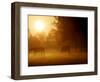 Horses Graze in a Meadow in Early Morning Fog in Langenhagen Near Hanover, Germany, Oct 17, 2006-Kai-uwe Knoth-Framed Photographic Print