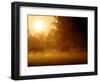 Horses Graze in a Meadow in Early Morning Fog in Langenhagen Near Hanover, Germany, Oct 17, 2006-Kai-uwe Knoth-Framed Photographic Print