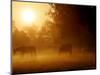 Horses Graze in a Meadow in Early Morning Fog in Langenhagen Near Hanover, Germany, Oct 17, 2006-Kai-uwe Knoth-Mounted Photographic Print