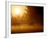 Horses Graze in a Meadow in Early Morning Fog in Langenhagen Near Hanover, Germany, Oct 17, 2006-Kai-uwe Knoth-Framed Photographic Print