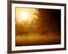 Horses Graze in a Meadow in Early Morning Fog in Langenhagen Near Hanover, Germany, Oct 17, 2006-Kai-uwe Knoth-Framed Photographic Print