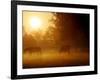 Horses Graze in a Meadow in Early Morning Fog in Langenhagen Near Hanover, Germany, Oct 17, 2006-Kai-uwe Knoth-Framed Photographic Print