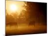 Horses Graze in a Meadow in Early Morning Fog in Langenhagen Near Hanover, Germany, Oct 17, 2006-Kai-uwe Knoth-Mounted Photographic Print