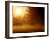 Horses Graze in a Meadow in Early Morning Fog in Langenhagen Near Hanover, Germany, Oct 17, 2006-Kai-uwe Knoth-Framed Photographic Print