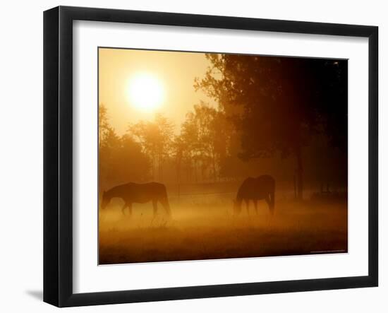 Horses Graze in a Meadow in Early Morning Fog in Langenhagen Near Hanover, Germany, Oct 17, 2006-Kai-uwe Knoth-Framed Photographic Print