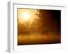 Horses Graze in a Meadow in Early Morning Fog in Langenhagen Near Hanover, Germany, Oct 17, 2006-Kai-uwe Knoth-Framed Photographic Print