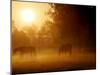 Horses Graze in a Meadow in Early Morning Fog in Langenhagen Near Hanover, Germany, Oct 17, 2006-Kai-uwe Knoth-Mounted Photographic Print