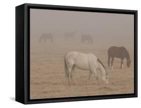 Horses Graze in a Paddock Along Lookout Road Near Boulder, Colorado-null-Framed Stretched Canvas