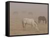 Horses Graze in a Paddock Along Lookout Road Near Boulder, Colorado-null-Framed Stretched Canvas