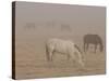 Horses Graze in a Paddock Along Lookout Road Near Boulder, Colorado-null-Stretched Canvas