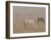 Horses Graze in a Paddock Along Lookout Road Near Boulder, Colorado-null-Framed Photographic Print