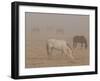 Horses Graze in a Paddock Along Lookout Road Near Boulder, Colorado-null-Framed Photographic Print