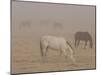 Horses Graze in a Paddock Along Lookout Road Near Boulder, Colorado-null-Mounted Photographic Print
