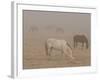 Horses Graze in a Paddock Along Lookout Road Near Boulder, Colorado-null-Framed Photographic Print