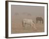 Horses Graze in a Paddock Along Lookout Road Near Boulder, Colorado-null-Framed Photographic Print