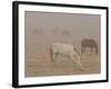 Horses Graze in a Paddock Along Lookout Road Near Boulder, Colorado-null-Framed Photographic Print
