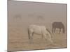 Horses Graze in a Paddock Along Lookout Road Near Boulder, Colorado-null-Mounted Photographic Print