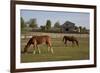 Horses Graze On Farmland In Rural Alabama-Carol Highsmith-Framed Art Print