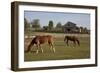 Horses Graze On Farmland In Rural Alabama-Carol Highsmith-Framed Art Print