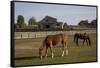Horses Graze On Farmland In Rural Alabama-Carol Highsmith-Framed Stretched Canvas