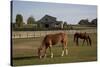 Horses Graze On Farmland In Rural Alabama-Carol Highsmith-Stretched Canvas