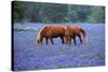 Horses Grazing Among Bluebonnets-Darrell Gulin-Stretched Canvas