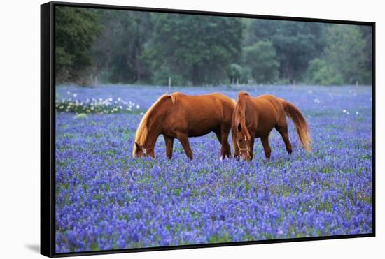 Horses Grazing Among Bluebonnets-Darrell Gulin-Framed Stretched Canvas