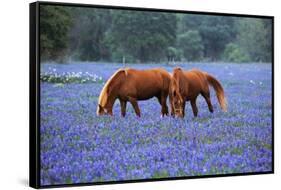 Horses Grazing Among Bluebonnets-Darrell Gulin-Framed Stretched Canvas