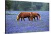 Horses Grazing Among Bluebonnets-Darrell Gulin-Stretched Canvas