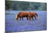 Horses Grazing Among Bluebonnets-Darrell Gulin-Mounted Photographic Print