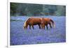 Horses Grazing Among Bluebonnets-Darrell Gulin-Framed Photographic Print