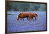 Horses Grazing Among Bluebonnets-Darrell Gulin-Framed Photographic Print