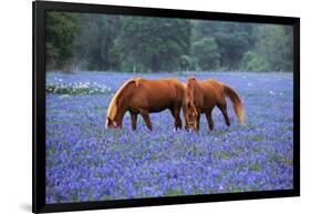 Horses Grazing Among Bluebonnets-Darrell Gulin-Framed Photographic Print