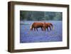 Horses Grazing Among Bluebonnets-Darrell Gulin-Framed Photographic Print