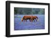 Horses Grazing Among Bluebonnets-Darrell Gulin-Framed Photographic Print