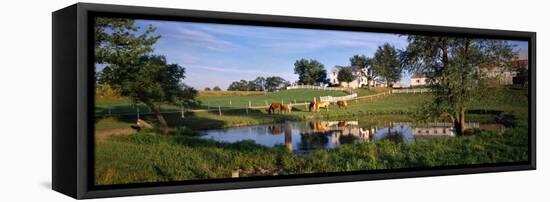 Horses Grazing at a Farm, Amish Country, Indiana, USA-null-Framed Stretched Canvas