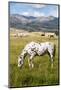 Horses Grazing at Bitterroot Ranch, Dubois, Wyoming, Usa-John Warburton-lee-Mounted Photographic Print