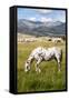 Horses Grazing at Bitterroot Ranch, Dubois, Wyoming, Usa-John Warburton-lee-Framed Stretched Canvas