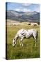 Horses Grazing at Bitterroot Ranch, Dubois, Wyoming, Usa-John Warburton-lee-Stretched Canvas