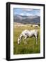 Horses Grazing at Bitterroot Ranch, Dubois, Wyoming, Usa-John Warburton-lee-Framed Photographic Print