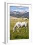 Horses Grazing at Bitterroot Ranch, Dubois, Wyoming, Usa-John Warburton-lee-Framed Photographic Print