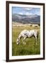Horses Grazing at Bitterroot Ranch, Dubois, Wyoming, Usa-John Warburton-lee-Framed Photographic Print