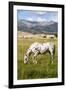 Horses Grazing at Bitterroot Ranch, Dubois, Wyoming, Usa-John Warburton-lee-Framed Photographic Print