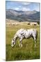 Horses Grazing at Bitterroot Ranch, Dubois, Wyoming, Usa-John Warburton-lee-Mounted Photographic Print