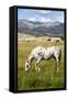 Horses Grazing at Bitterroot Ranch, Dubois, Wyoming, Usa-John Warburton-lee-Framed Stretched Canvas