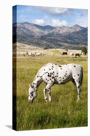 Horses Grazing at Bitterroot Ranch, Dubois, Wyoming, Usa-John Warburton-lee-Stretched Canvas