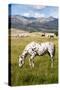 Horses Grazing at Bitterroot Ranch, Dubois, Wyoming, Usa-John Warburton-lee-Stretched Canvas