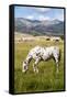 Horses Grazing at Bitterroot Ranch, Dubois, Wyoming, Usa-John Warburton-lee-Framed Stretched Canvas