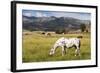 Horses Grazing at Bitterroot Ranch, Dubois, Wyoming, Usa-John Warburton-lee-Framed Photographic Print